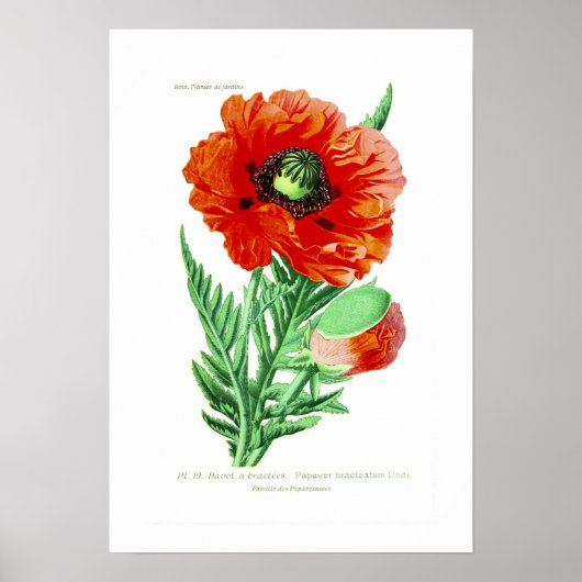 Papaver brateatum poster (Voorkant)