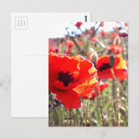 papaver briefkaart (Voorkant / Achterkant)