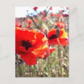 papaver briefkaart (Voorkant)