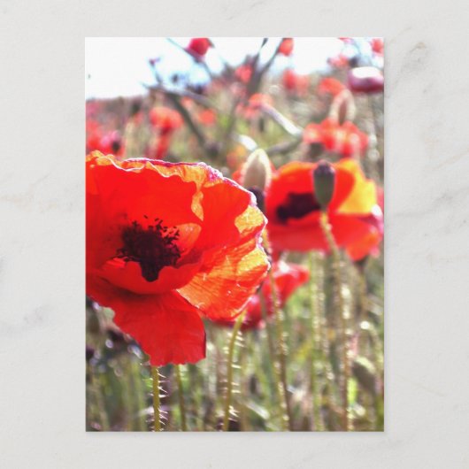 papaver briefkaart (Voorkant)