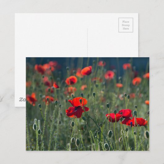 papaver briefkaart (Voorkant / Achterkant)