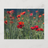 papaver briefkaart (Voorkant)