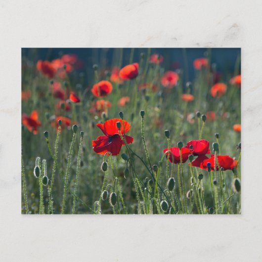 papaver briefkaart (Voorkant)