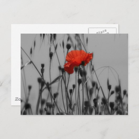 Papaver Briefkaart (Voorkant / Achterkant)