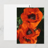 papaver briefkaart (Voorkant / Achterkant)