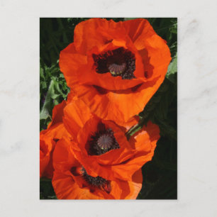 papaver briefkaart