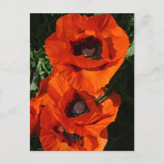 papaver briefkaart (Voorkant)