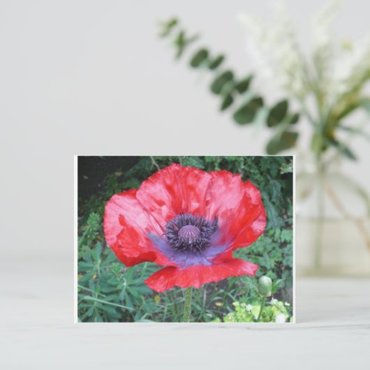 Papaver Briefkaart (Staand voorkant)