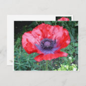 Papaver Briefkaart (Voorkant / Achterkant)