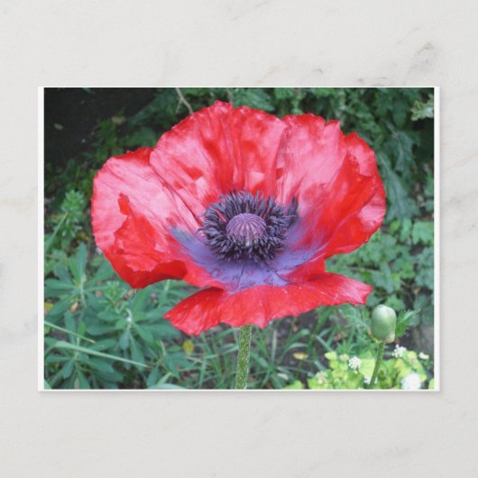 Papaver Briefkaart (Voorkant)
