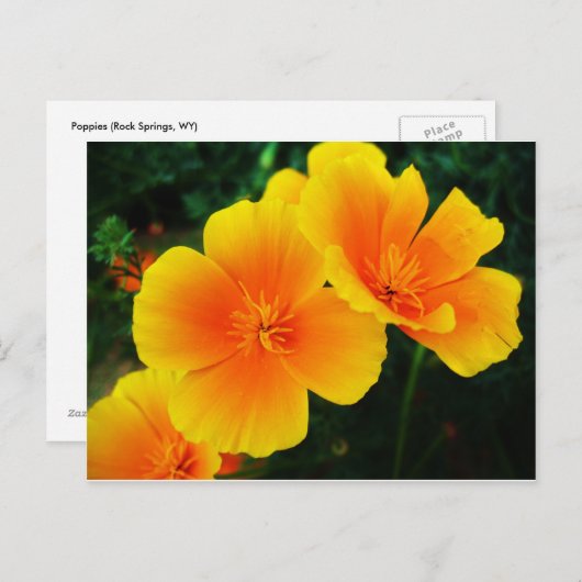 papaver briefkaart (Voorkant / Achterkant)