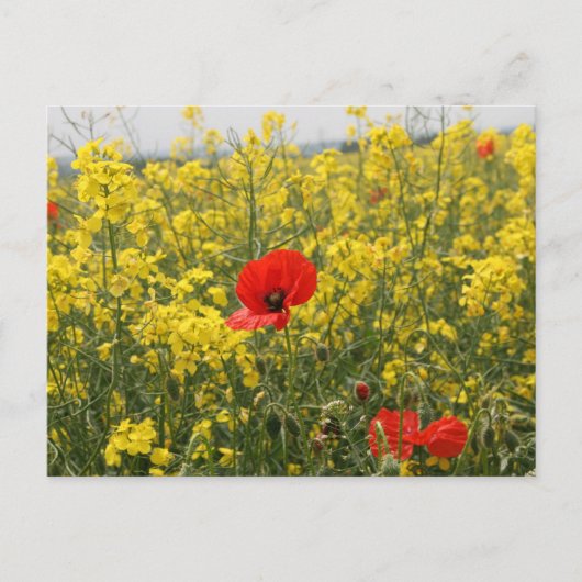 Papaver Briefkaart (Voorkant)