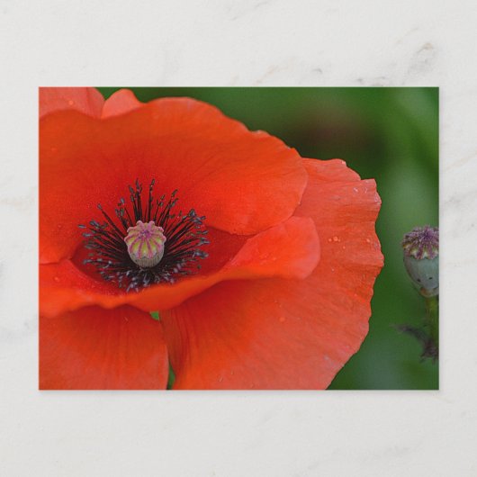  papaver briefkaart (Voorkant)