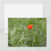 Papaver Briefkaart (Voorkant / Achterkant)
