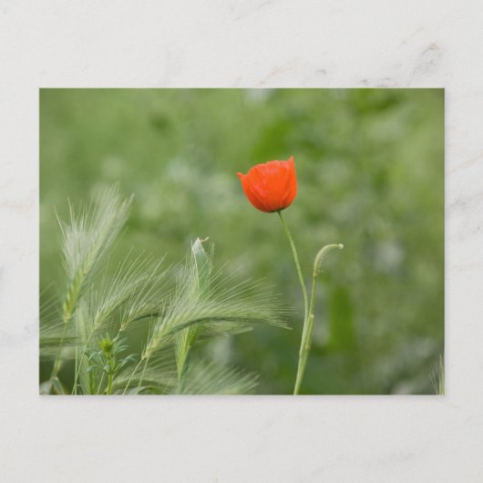 Papaver Briefkaart (Voorkant)