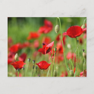 papaver briefkaart