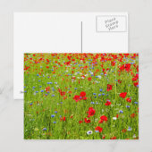 papaver briefkaart (Voorkant / Achterkant)