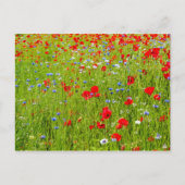 papaver briefkaart (Voorkant)