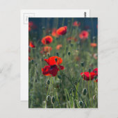 papaver briefkaart (Voorkant / Achterkant)