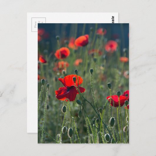 papaver briefkaart (Voorkant / Achterkant)