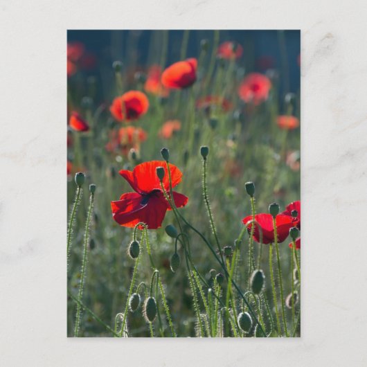 papaver briefkaart (Voorkant)