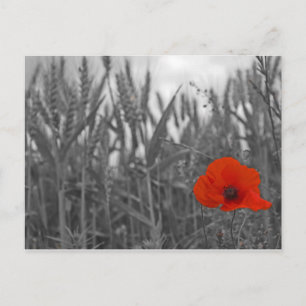 Papaver Briefkaart