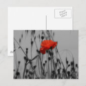 Papaver Briefkaart (Voorkant / Achterkant)