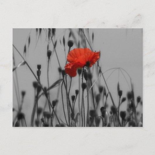 Papaver Briefkaart (Voorkant)