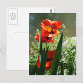 papaver briefkaart (Voorkant / Achterkant)