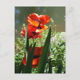 papaver briefkaart