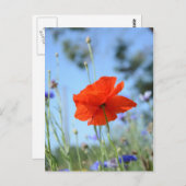 Papaver Briefkaart (Voorkant / Achterkant)