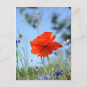 Papaver Briefkaart (Voorkant)