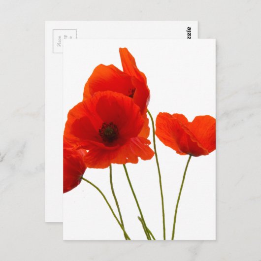 papaver briefkaart (Voorkant / Achterkant)