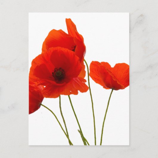 papaver briefkaart (Voorkant)