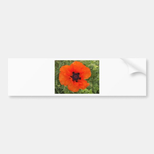 papaver bumpersticker (Voorkant)