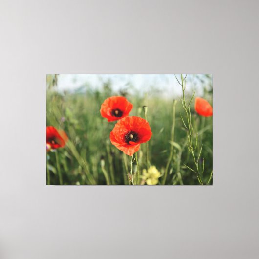 papaver canvas afdruk (Voorkant)