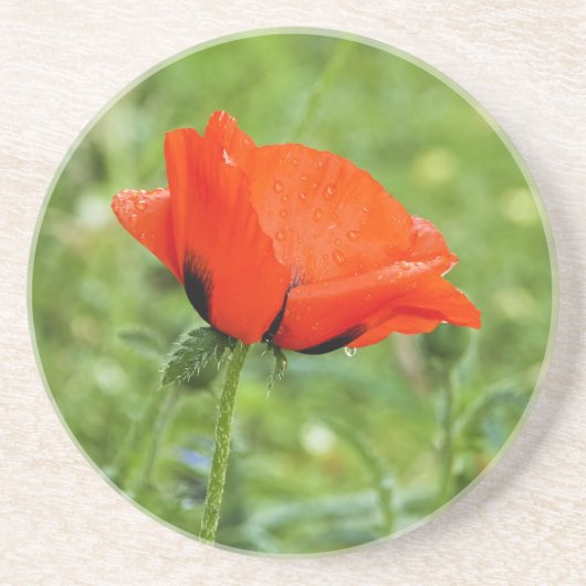 Papaver coaster zandsteen onderzetter (Voorkant)