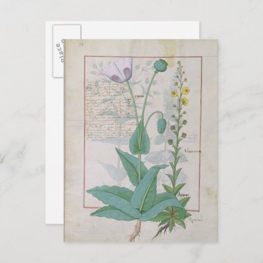 Papaver en Figwort Briefkaart (Voorkant / Achterkant)
