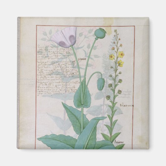 Papaver en Figwort Magneet (Voorkant)