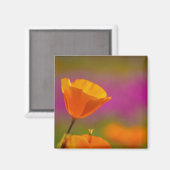 papaver en roze magneet (Voorkant / Achterkant)