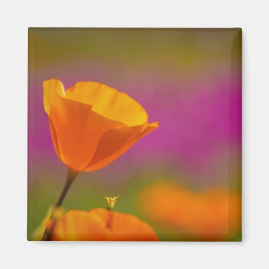 papaver en roze magneet (Voorkant)