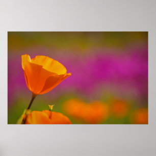 papaver en roze poster