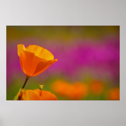 papaver en roze poster (Voorkant)