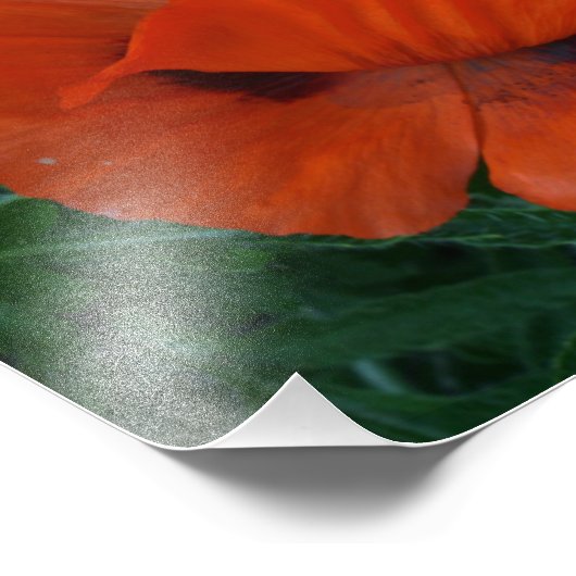 papaver foto afdruk (Hoek)