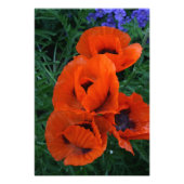 papaver foto afdruk (Voorkant)