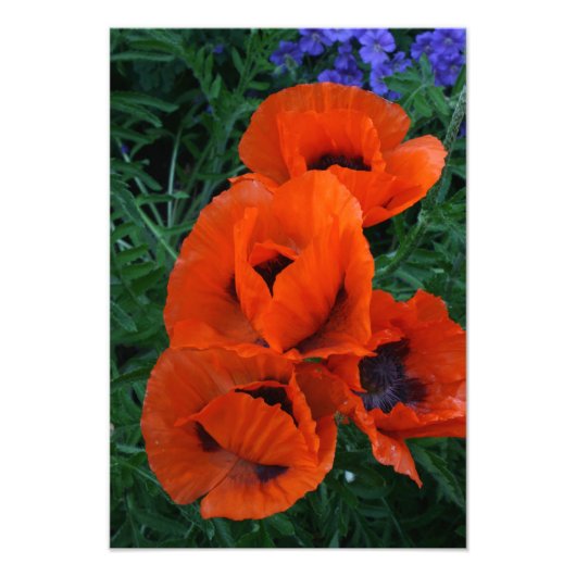 papaver foto afdruk (Voorkant)