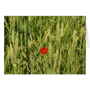 papaver in cornfield