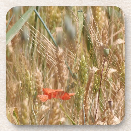 Papaver in de harde plastic onderzetters van een (Voorkant)