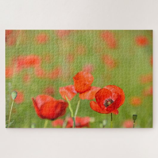 papaver in een papaverbloemveld legpuzzel (Horizontaal)