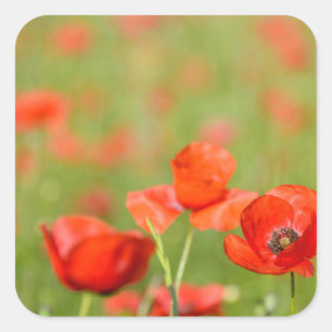 papaver in een papaverveld vierkante sticker